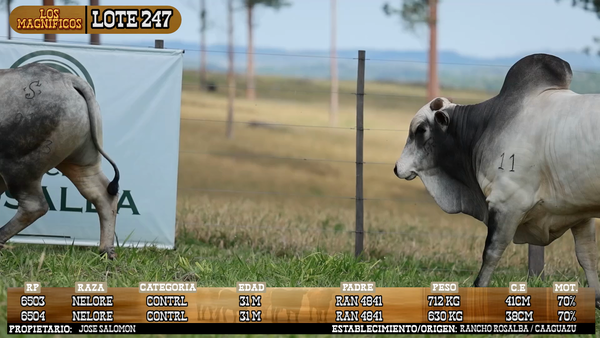 Lote LOTE 247 - VIVO