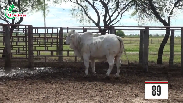 Lote Brahman
