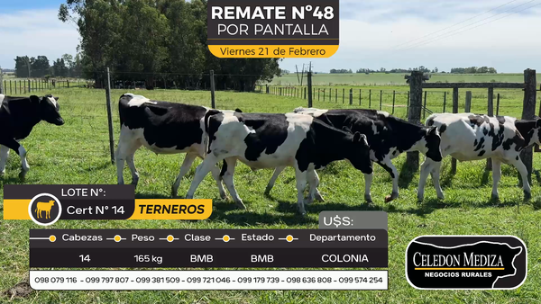 Lote 14 Terneros en Tarariras, Colonia