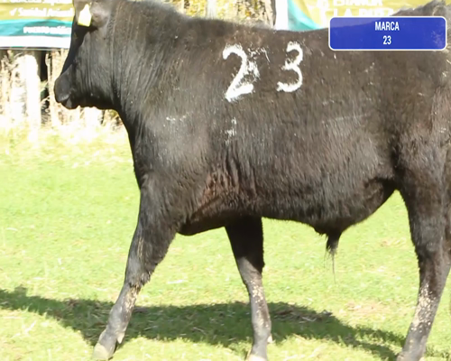 Lote 1 Toro en Coyhaique, XI Región Aysén