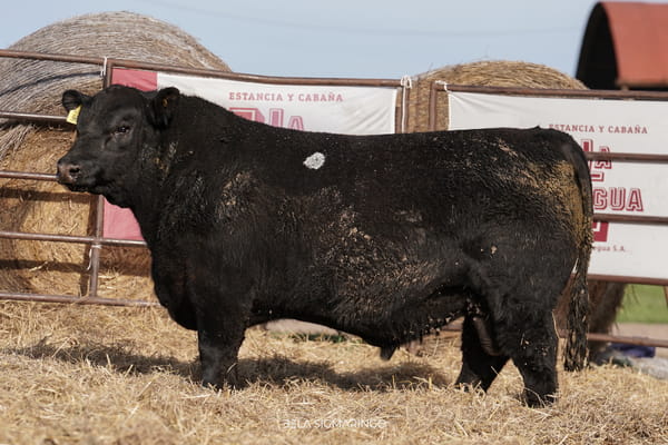 3009 — TOROS ANGUS  PP