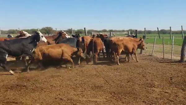 Lote 32 Vacas Braford en Felicia, Santa Fe