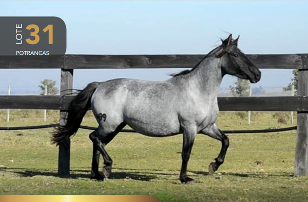 Lote Aquerenciada Finta