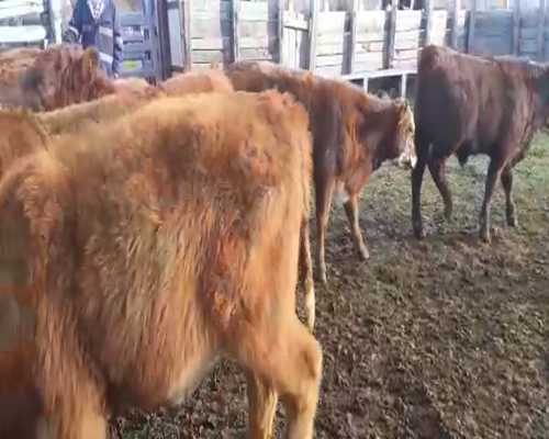 Lote 70 Ternero en XI Región Aysén, Coyhaique