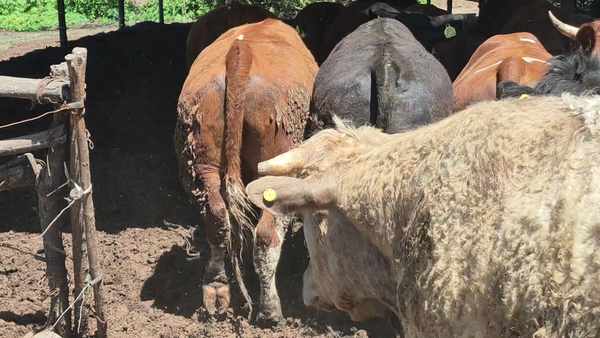 Lote 45 Novillo Gordo en Yerbas Buenas, VII  Región Maule