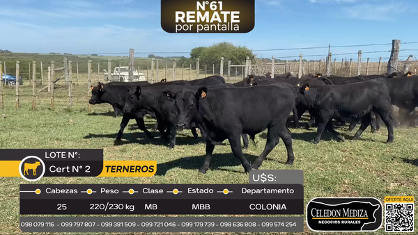 Lote 25 Terneros en Colonia Arrúe, Colonia