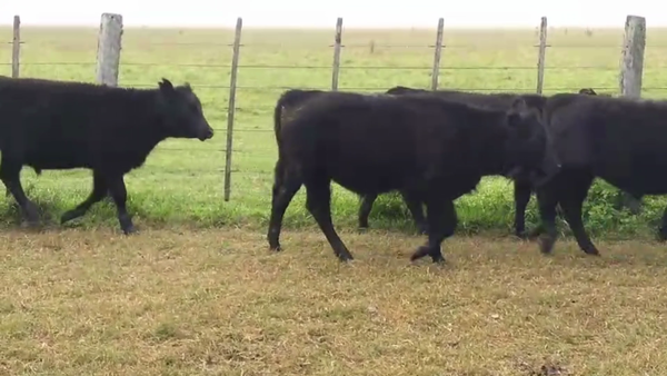 Lote 65 TERNS. MACHOS, RAUCH, PCIA. DE BS. AS.