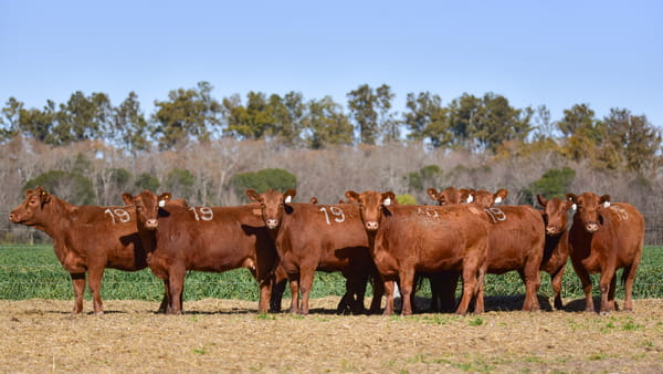 Lote VAQUILLONA ANGUS PC PRIMAVERA