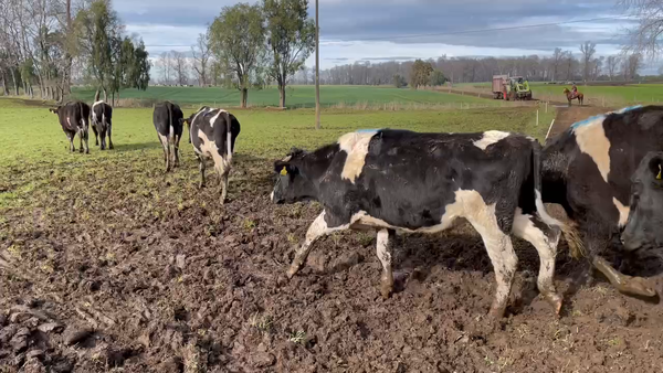 Lote 54 Novillo Engorda en Purranque, X Región Los Lagos