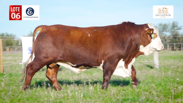 Lote LOTE 6 - TORO BRAFORD NO. 12