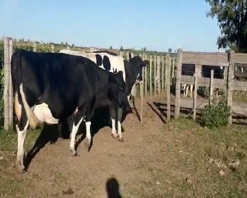 Lote 3 Vaca HOLANDO 500kg - , San José