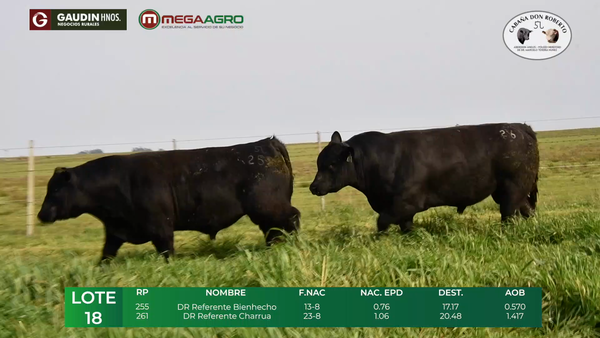 Lote LOTE  18      ANGUS     2 años