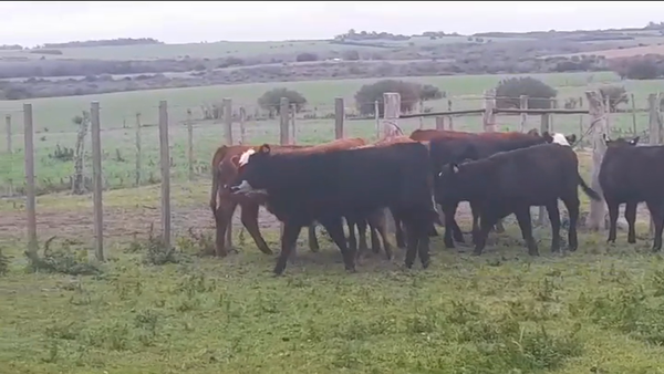 Lote TERNERAS