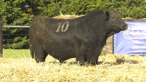 16 - 30988N — TOROS ANGUS PURO CONTROLADO