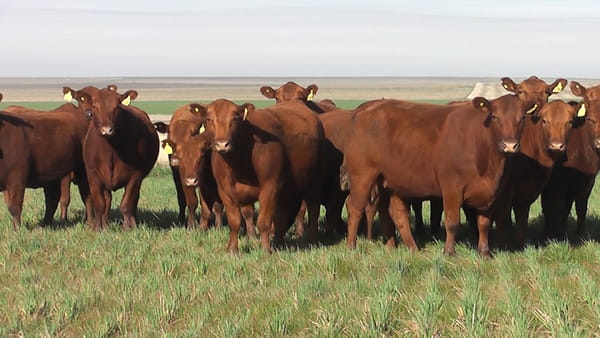Lote VAQ. A. ANGUS COLORADAS P. CONTROLADAS  PARICIÓN DE OTOÑO