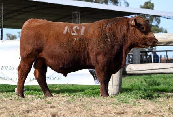 Lote TOROS PUROS CONTROLADOS