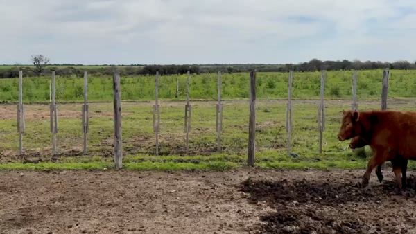 Lote 85 Vaquillonas