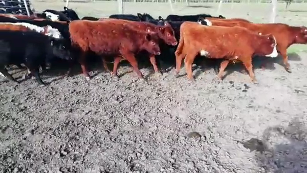 Lote 30 Terneros/as en Villaguay, Entre Ríos