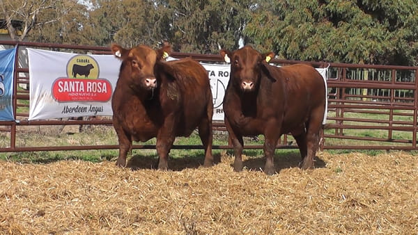 Lote "Toros ""SANTA ROSA"""