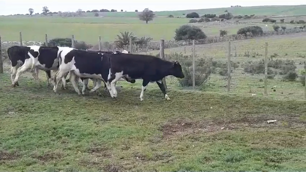 Lote NOVILLOS HOLANDO