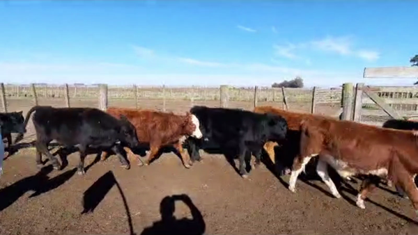 Lote 75 TERN. MACHOS, TAPALQUE, BS. AS.