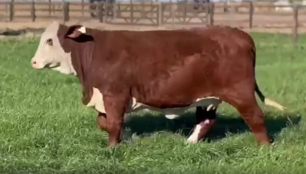 Lote CABAÑA LOS CHARABONES