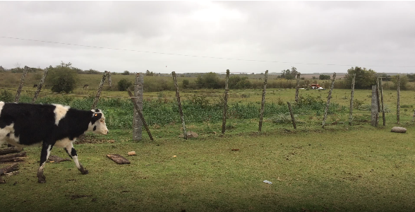 Lote 6 Terneros y Terneras en Colonia