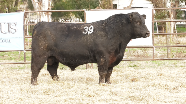 Lote TOROS ANGUS NEGROS  PC
