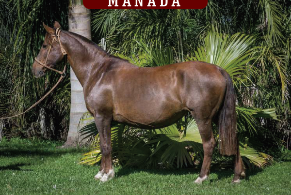 Lote CONSTANCIA FACEIRA 326