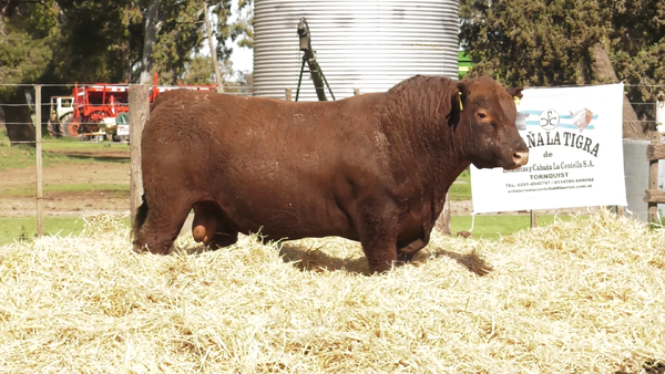 Lote TOROS PUROS CONTROLADOS