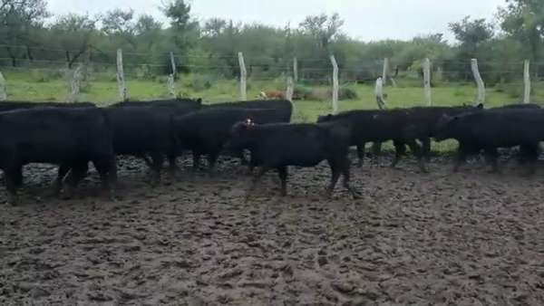 Lote 70 Terneras en Federal, Entre Ríos