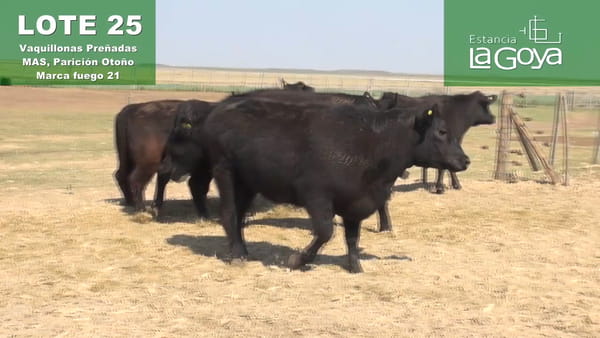 Lote VAQUILLONAS PREÑADAS MAS PARICIÓN OTOÑO