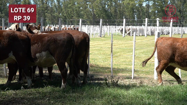 Lote VAQUILLONAS PREÑADAS RG x IA  -PARICION OTOÑO 2026-