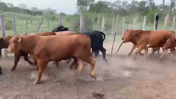 Lote 75 Novillos en Palo Santo, Formosa