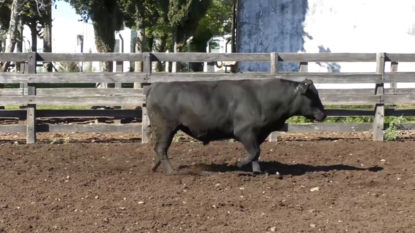 Lote Toro 2 años