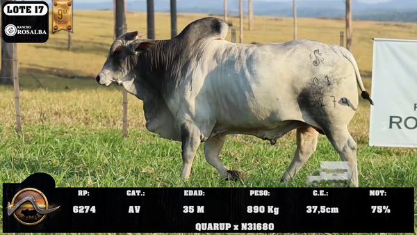 Lote LOTE 17