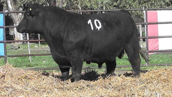 Lote ANGUS PURO CONTROLADO
