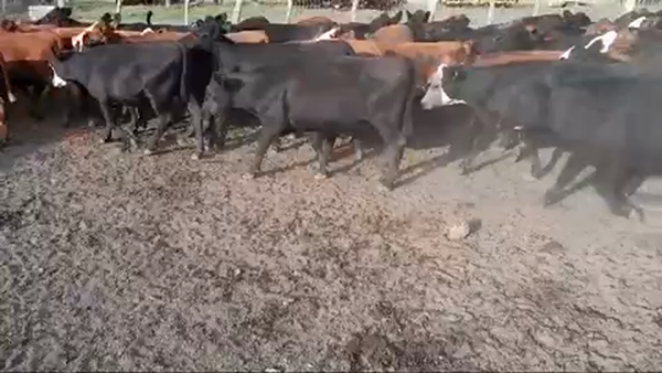 Lote 70 Terneros/as en Villaguay, Entre Ríos