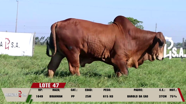 Lote LOTE 47