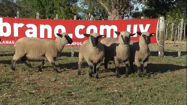 Lote 5 borregas 2 dtes MO (números 051 al 055 con 45 kgs pr)