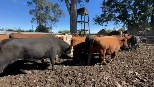 Lote 42 Novillo Gordo en Osorno, X Región Los Lagos