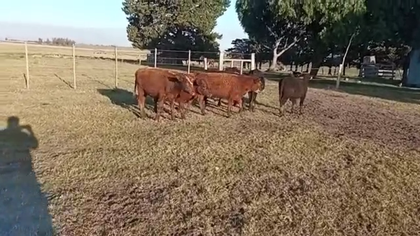 Lote 7 Terneros cruza angus 145kg -  en r 1 km 64