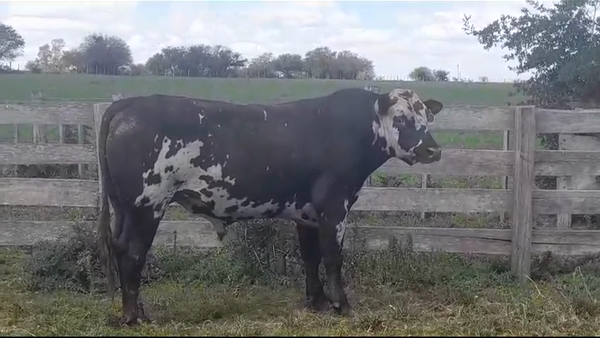 Lote TORO PI - RP 916