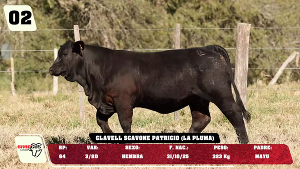 Lote LOTE 2 -JUNIOR