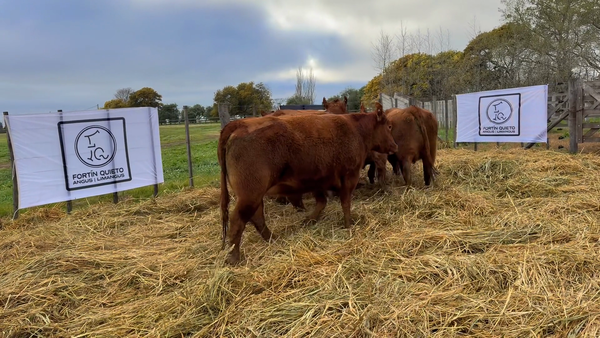 Lote 5 Vaquillonas PC preñadas