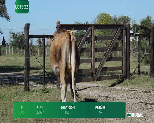 Lote VACA SECA PREÑADA PI