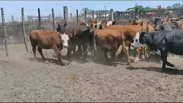 Lote 70 Terneras en Magdalena, Buenos Aires