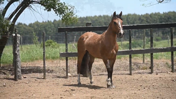 Lote EL  GAVILÁN  POROTA