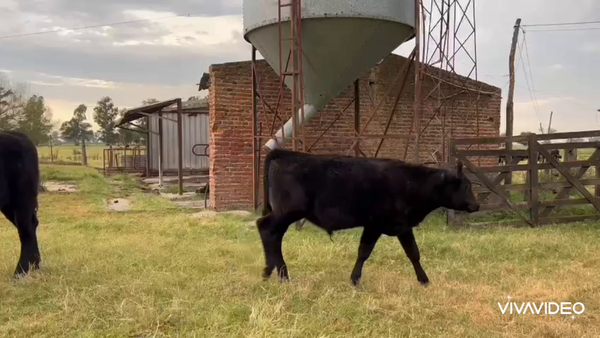 Lote 14 Terneros en Navarro, Buenos Aires