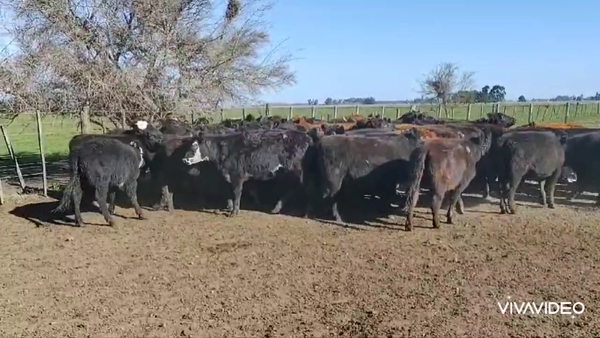 Lote 54 Terneras en Brandsen, Buenos Aires